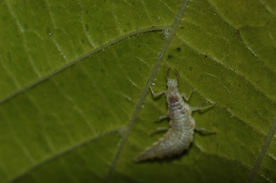 Larva [Nineta flava - Crisopide]